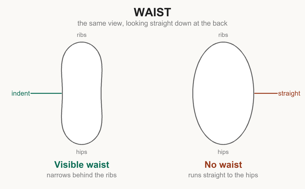 Two outlines of a cat seen from directly above, comparing a healthy waist shape with an overweight shape